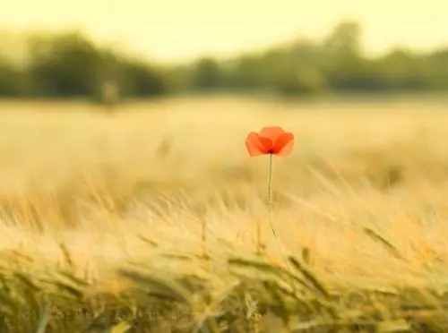 男子新买手机号码刚激活,先要帮前机主交信息费才能用